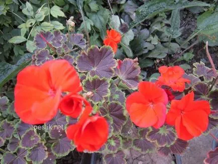 Zonal Pelargonium magról a kertben