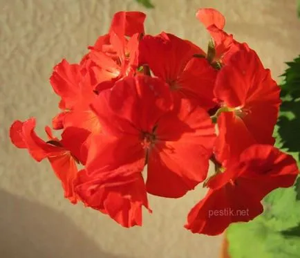 Zonal Pelargonium magról a kertben