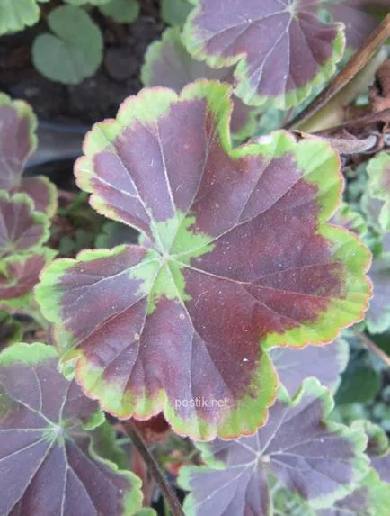 Zonal Pelargonium magról a kertben