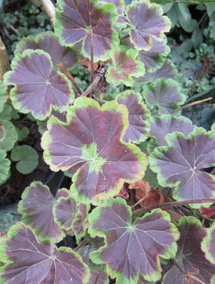 Zonal Pelargonium magról a kertben