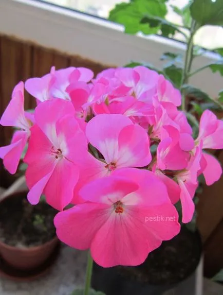 Zonal Pelargonium magról a kertben