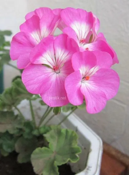 Zonal Pelargonium magról a kertben