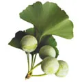 Ginkgo biloba a kozmetika