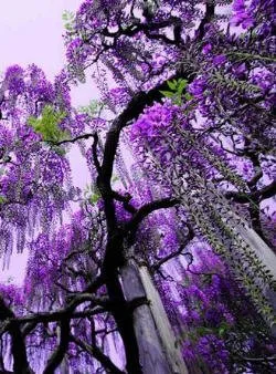 reproducerea viței de vie wisteria