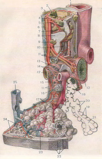 Structura histologică a departamentului respirator al plămânului