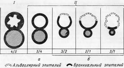 Хистологичен структура на дихателните отдел на белия дроб