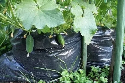 Къде растат краставици уникално преживяване на отглеждане краставици