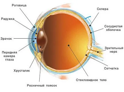 Szemészeti implantátumok nőtt a laboratóriumban, hogy segítsen helyreállítani látást főemlősök - rei piros