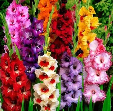 Gladiolus засаждане и грижи