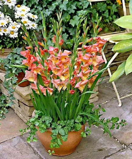 plantare și îngrijire Gladiole