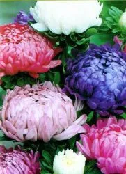 Peony- aster - növekvő magról