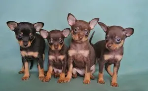 Faiskola magyar Toy terrier (hol vesz egy kutyát), „hogy mancs”