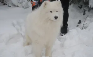 Creșe Terrierii de jucării din România (în cazul în care pentru a cumpăra un catelus), „da laba“