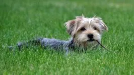 De ce a căzut Yorkshire Terrier urechi de ce York a căzut urechi