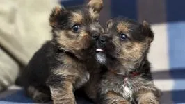 De ce a căzut Yorkshire Terrier urechi de ce York a căzut urechi