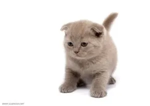 Miért macskák ne legyen nedves fülét, macska asszisztens