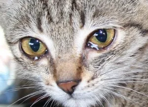 Защо котки очите вода