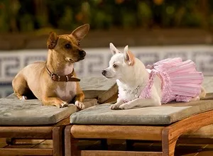 A kutyák kiválasztása az forgatása „Beverly Hills Chihuahua”