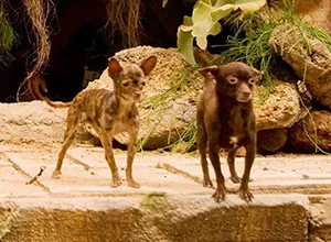 A kutyák kiválasztása az forgatása „Beverly Hills Chihuahua”