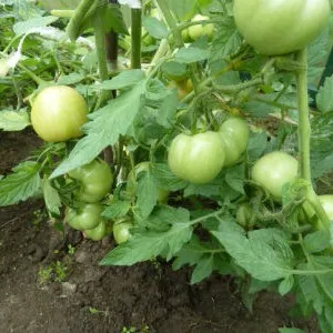 De ce nu legat de grădină de tomate fără griji