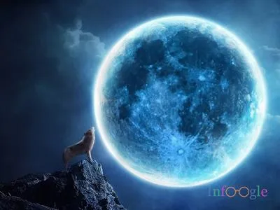 Защо вълк виеше срещу луната