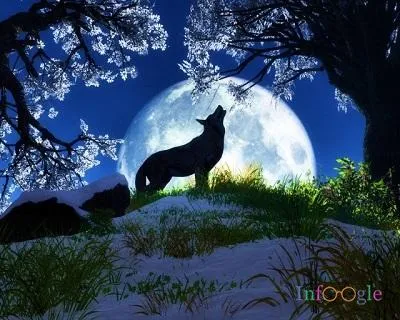 Защо вълк виеше срещу луната