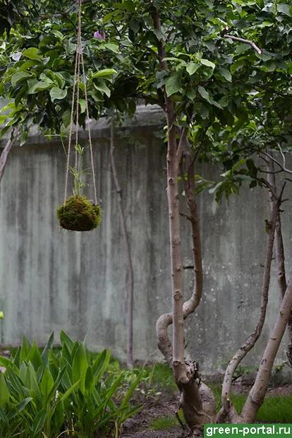 grădină suspendată kokedama mâini - peisaj de design propriile lor mâini
