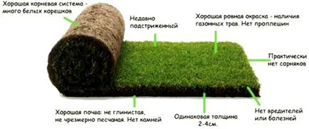 Acoperire rola pentru gazon natural teren de fotbal, gazon, gazon natural,