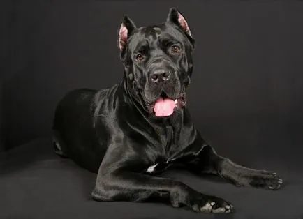 caracterizarea completă a câinii din rasa italiană cane corso și conținutul acestora