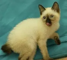 Cat порода скиф тайландски донг - всичко за котки и котки с любов