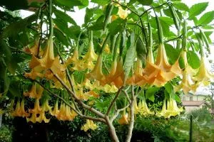 Plantarea Brugmansia și îngrijire după câmp deschis (foto)