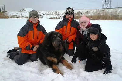 Kutyafajták alkalmas a gyermekek számára - kennel klub kutya szerelmeseinek Roo vak (folyóparti), g