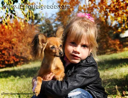 Rase de caini potrivite pentru copii - kennel club de iubitori de câini Roo VAK (luncilor), g