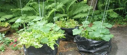 Ültetés uborka zsákokat a földre
