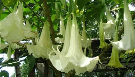 Plantarea Brugmansia și îngrijire după câmp deschis (foto)