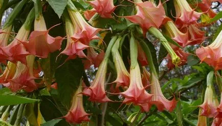 Plantarea Brugmansia și îngrijire după câmp deschis (foto)