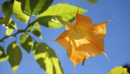 Plantarea Brugmansia și îngrijire după câmp deschis (foto)