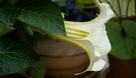 Plantarea Brugmansia și îngrijire după câmp deschis (foto)