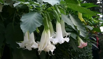 Plantarea Brugmansia și îngrijire după câmp deschis (foto)