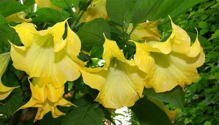 Plantarea Brugmansia și îngrijire după câmp deschis (foto)