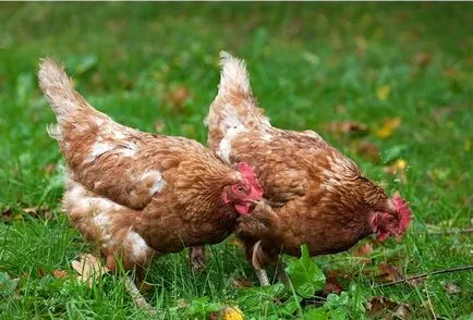Iza Braun fajta csirkék leírás, jellemzők, tenyésztési és takarmányozási