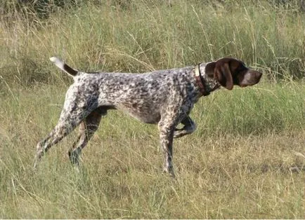 Pointer rasa Dog - descrierea standardului