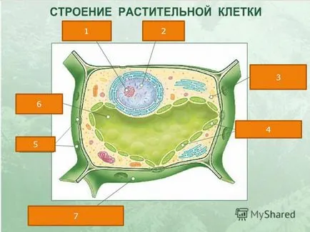 Előadás leckét biológia növényi test, mint egy élő rendszer elő varyushkina