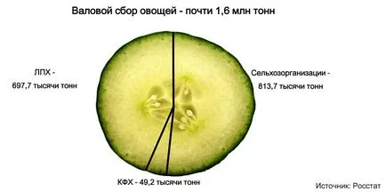 Cinci regiuni au colectat o a treia recoltă de legume de seră