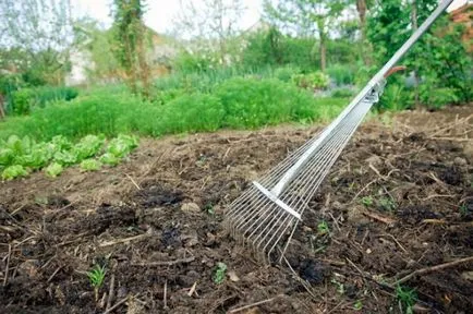 Cartofi timpurii de vânzare - acestea nu arde incepand de afaceri teren agricol