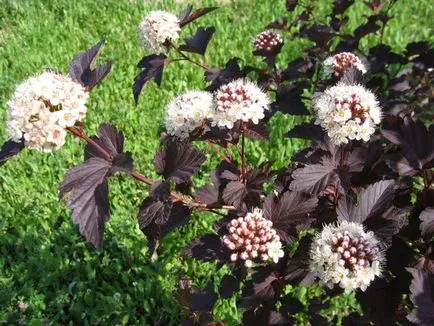 Physocarpus ültetés és ápolási otthon