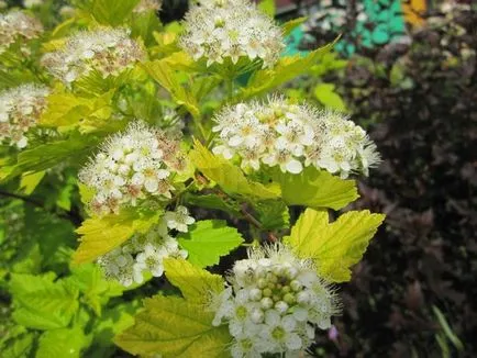 Physocarpus ültetés és ápolási otthon