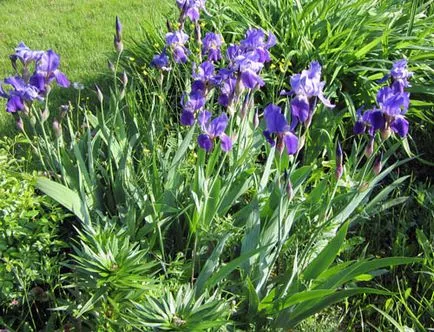 Rainbow iris floare, doar despre sănătate