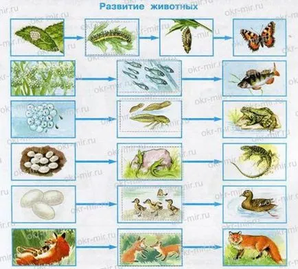 Reproducerea animalelor și Dezvoltare (Pleshakov, Workbook de gradul 3 1 parte)