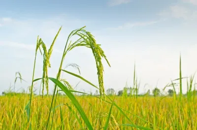 Rice diéta - véleménye, és részletes leírást pohudelki!